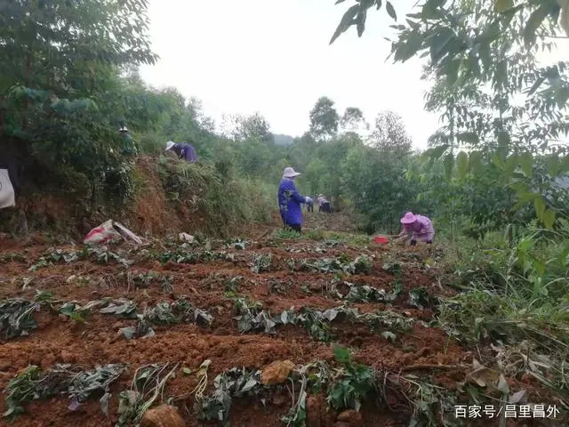 广西农村种植致富_广西致富种植项目_在广西种植什么有前景