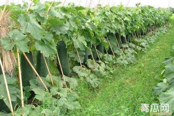 夏季冬瓜种植技术_冬季冬瓜的种植方法_冬瓜在夏季