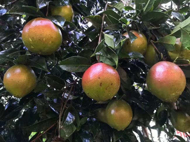 油茶树可以嫁接吗?油茶嫁接技术方法