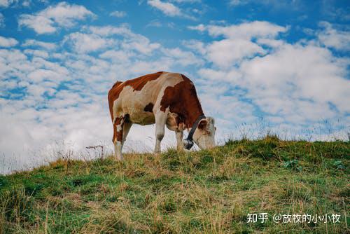 种公牛的饲养_公牛养殖技术培训_种公牛养殖技术