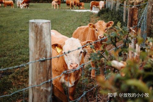 公牛养殖技术培训_种公牛的饲养_种公牛养殖技术