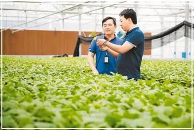 海归种植致富项目_种植致富案例_种植致富经创业项目