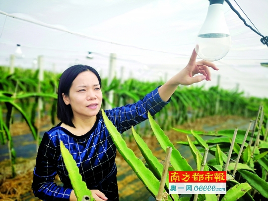 海归种植致富项目_种植致富案例_种植致富新项目