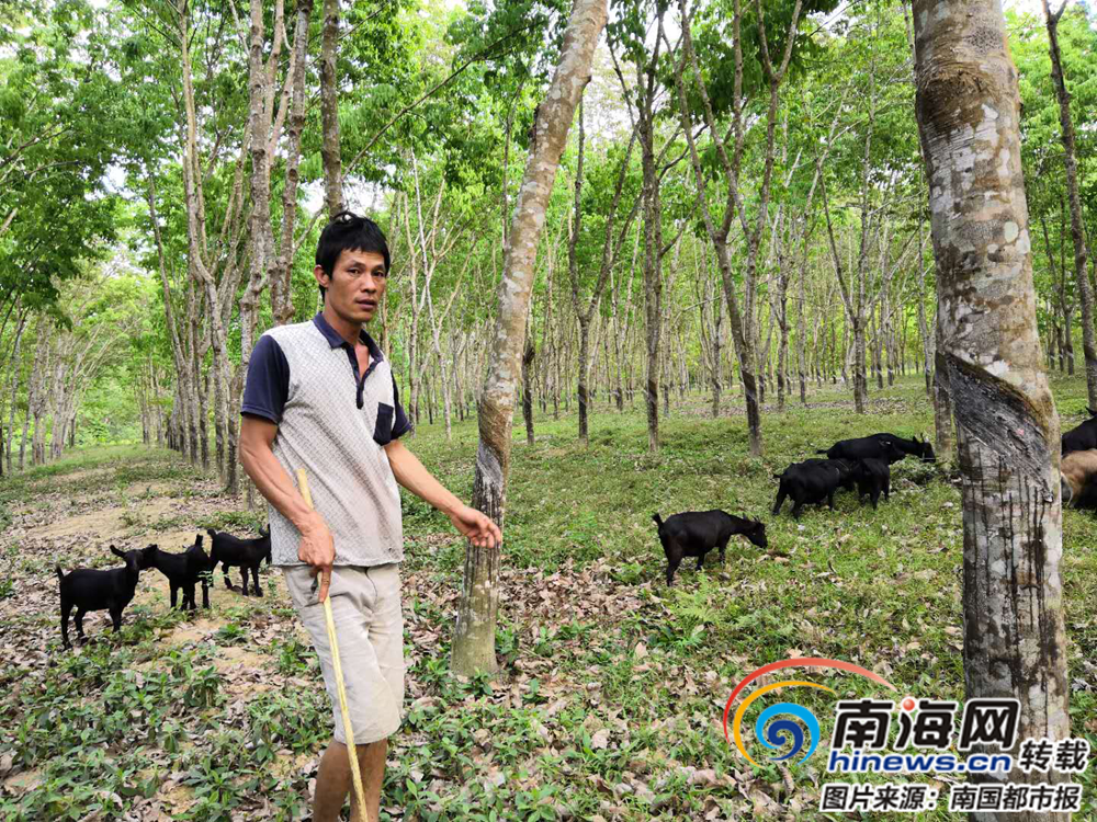 致富经山羊圈养全视频_致富经黑山羊养殖_致富经黑山羊放羊创业