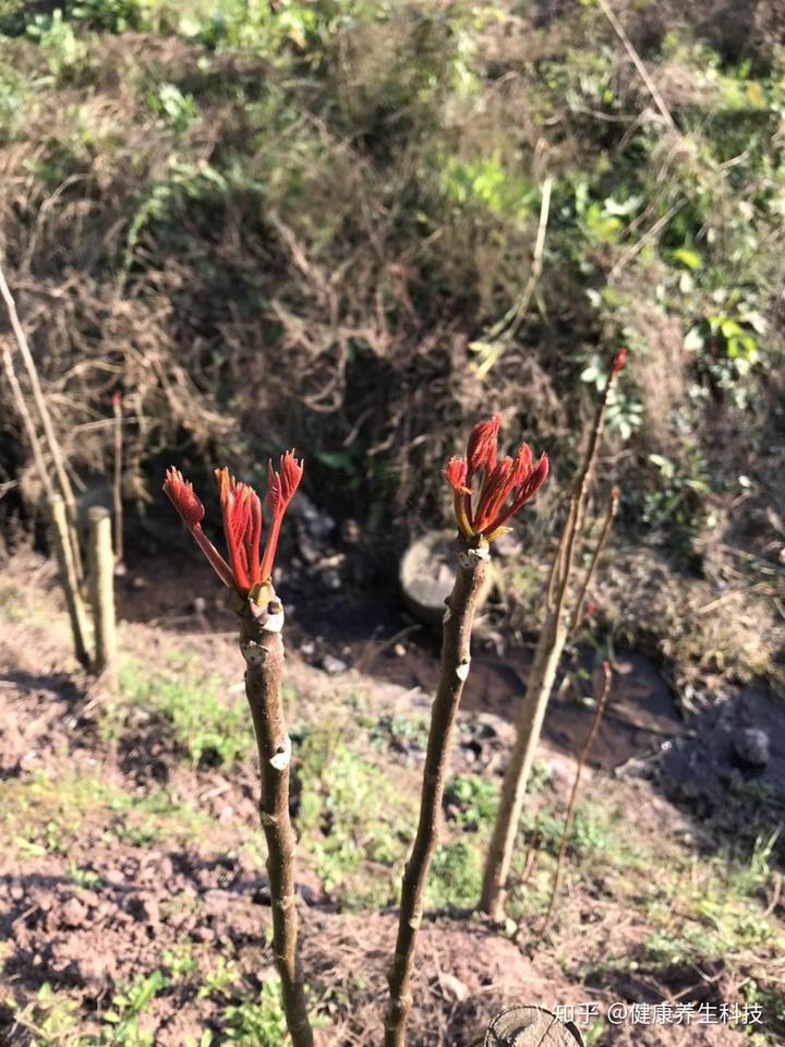 家庭种植香椿苗视频_致富经香椿种植视频_致富经种植香椿视频