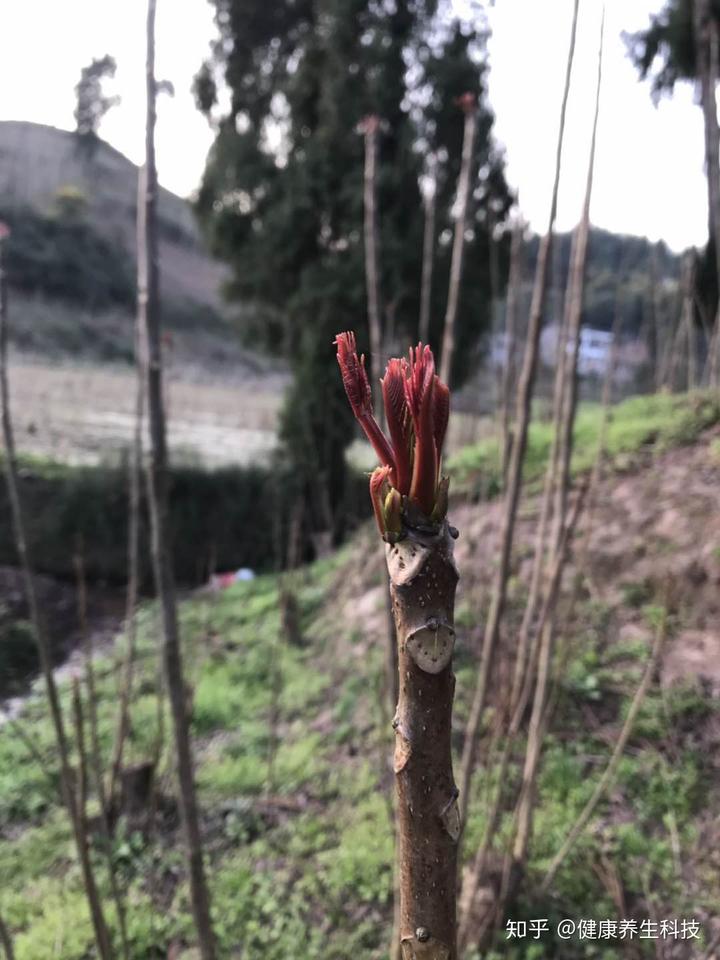 致富经香椿种植视频_致富经种植香椿视频_家庭种植香椿苗视频