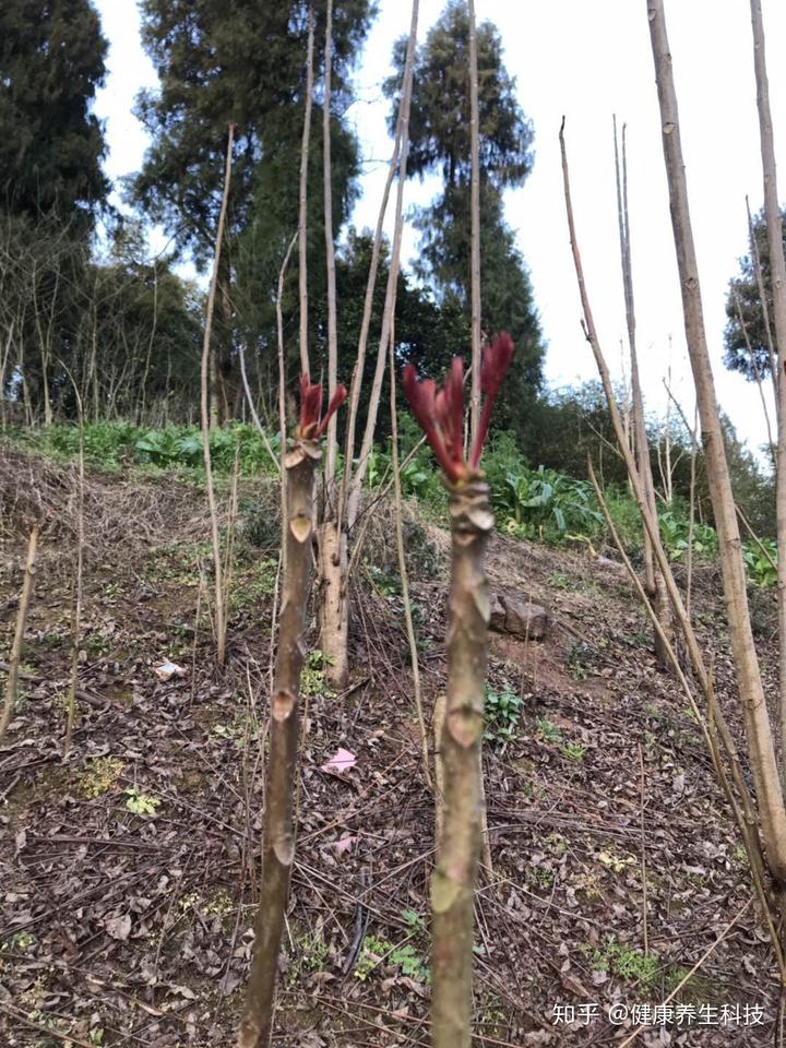 致富经香椿种植视频_家庭种植香椿苗视频_致富经种植香椿视频