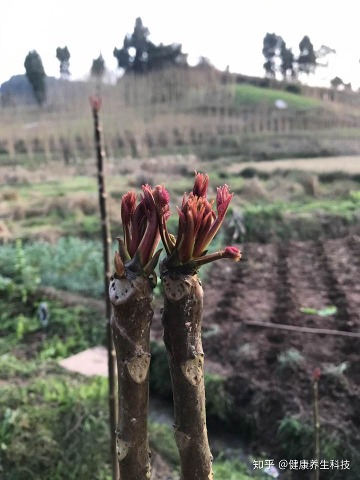 致富经种植香椿视频_致富经香椿种植视频_家庭种植香椿苗视频