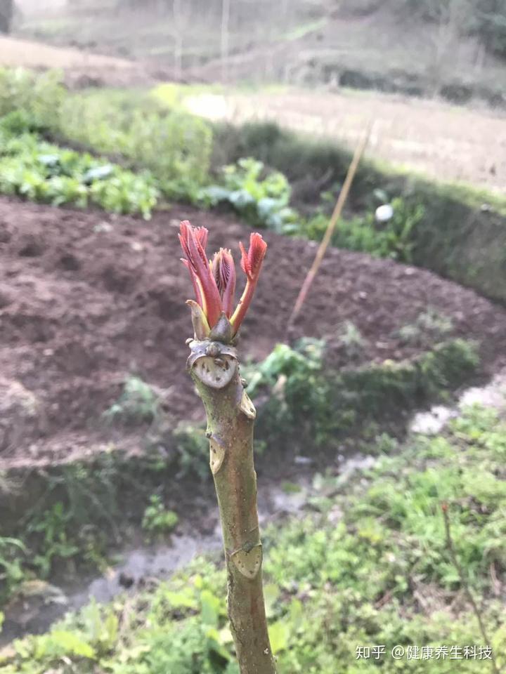 致富经香椿种植视频_家庭种植香椿苗视频_致富经种植香椿视频