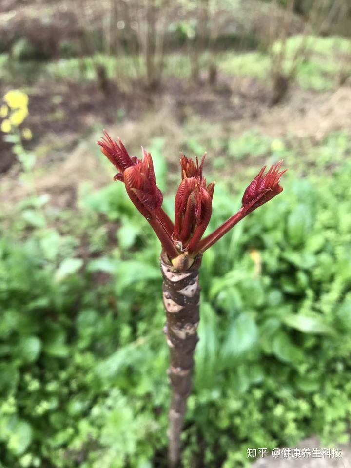 致富经种植香椿视频_家庭种植香椿苗视频_致富经香椿种植视频