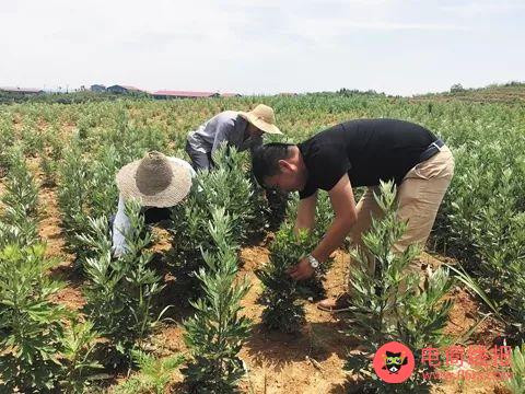 农村致富种植项目大全_致富种植视频全集_农村致富项目种植业