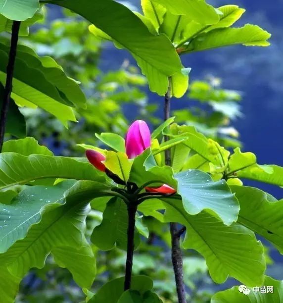 农村致富种植项目大全_农村致富种植好项目_农村致富项目种植业