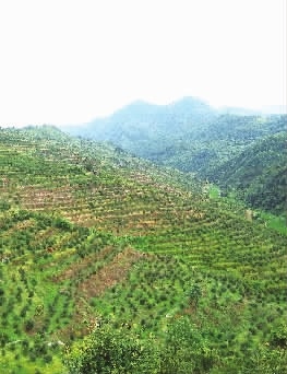 农村致富新项目种植_农村致富种植项目大全_致富种植大全农村项目有哪些