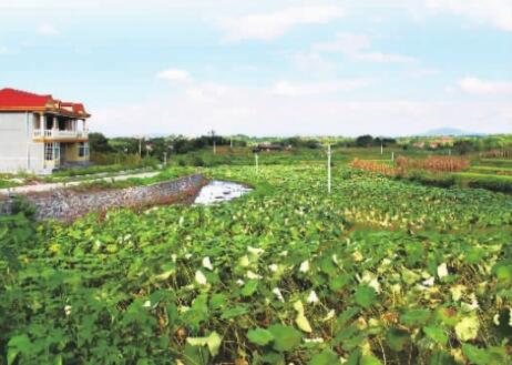 农村致富种植项目大全_农村致富新项目种植_致富种植大全农村项目有哪些