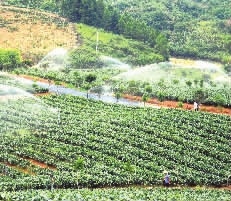 致富种植大全农村项目有哪些_农村致富新项目种植_农村致富种植项目大全