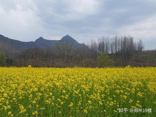 河南驻马店市驿城区蚁蜂镇惊现连片种植大户 携手奔小康