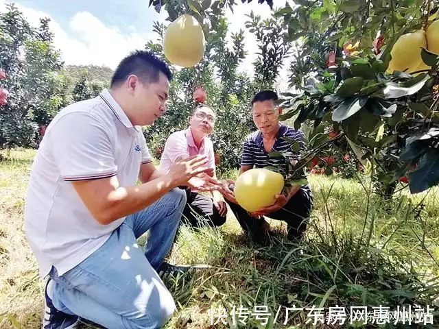 致富种植红心蜜柚怎么样_红心蜜柚种植前景_红心蜜柚种植致富