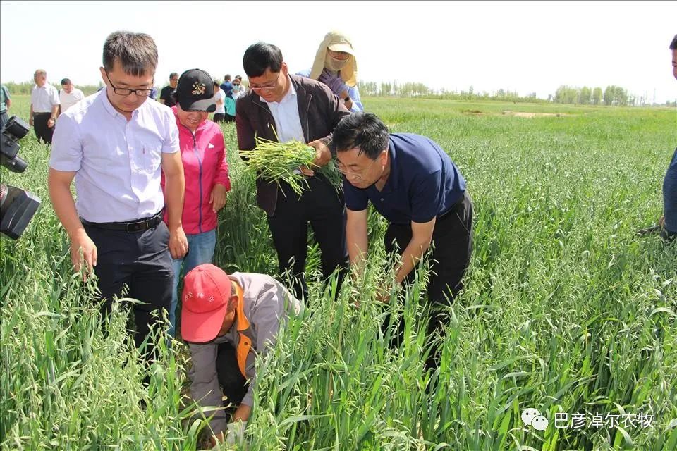 饲草养殖技术_饲草种植技术_养殖饲草技术规范