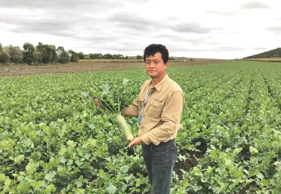 致富种植菜园农村图片大全_农村栽菜致富_农村致富种植菜园