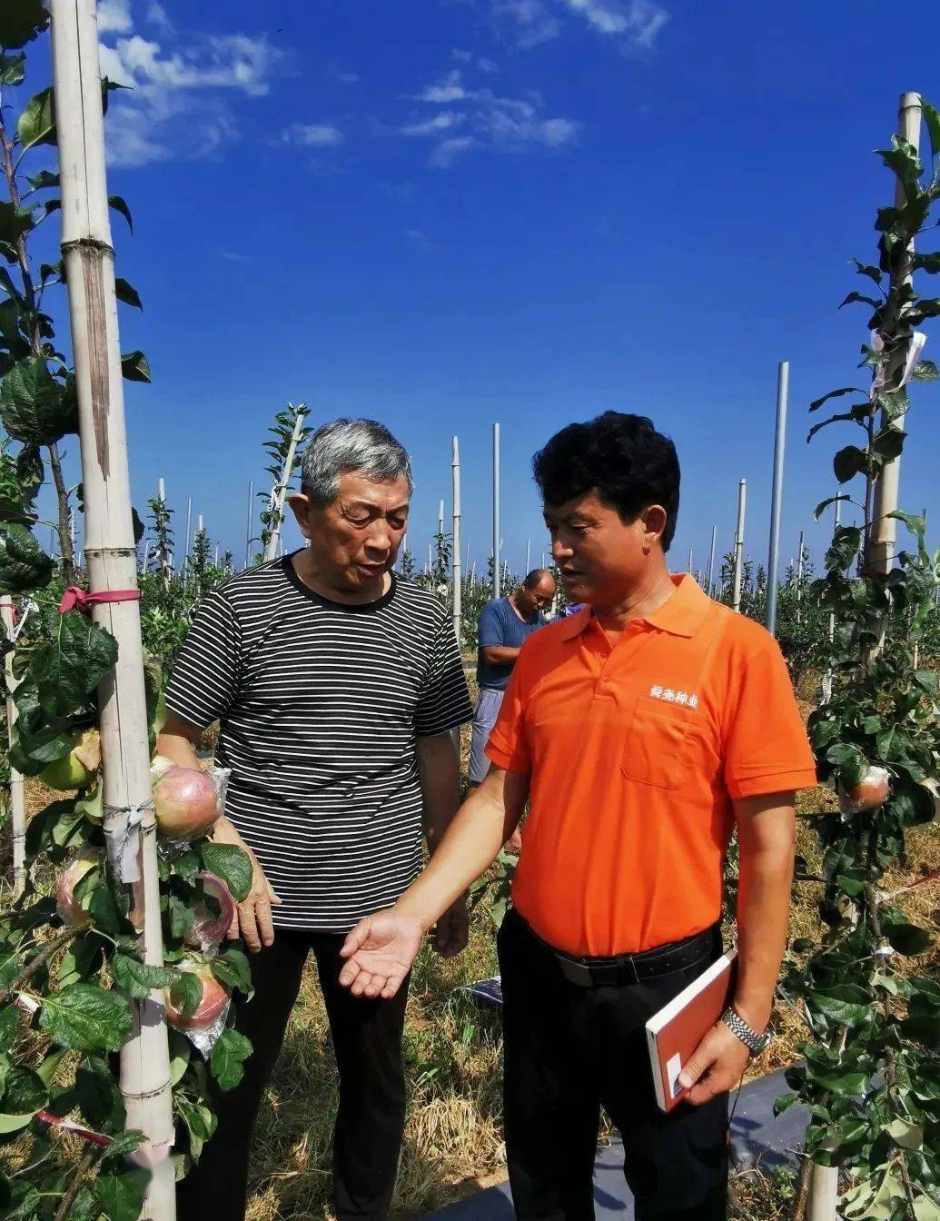 农村致富种植菜园_致富种植菜园农村图片大全_农村栽菜致富