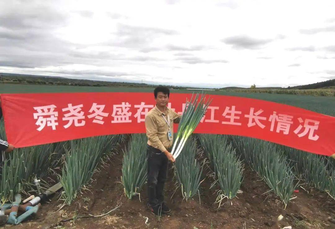 农村致富种植菜园_致富种植菜园农村图片大全_农村栽菜致富