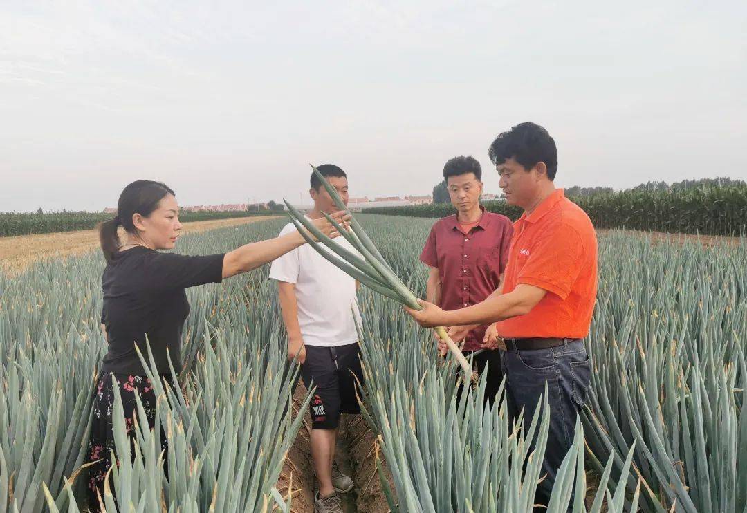 农村致富种植菜园_农村栽菜致富_致富种植菜园农村图片大全