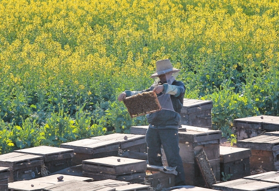 农村种菜致富案例_农村栽菜致富_农村致富种植菜园