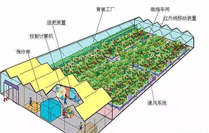 平菇种植技术大棚_大棚种平菇的效益分析_大棚种植技术平菇技术要点