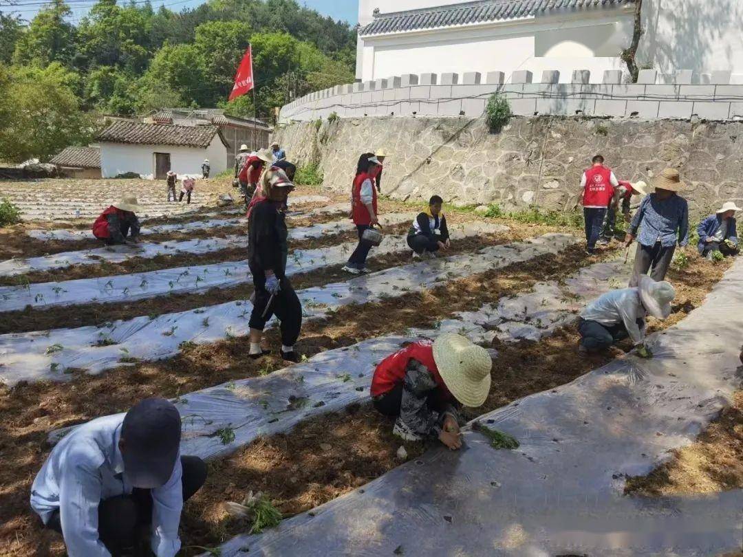 农村致富种植菜园_农村种植蔬菜致富方案_致富种植菜园农村图片大全