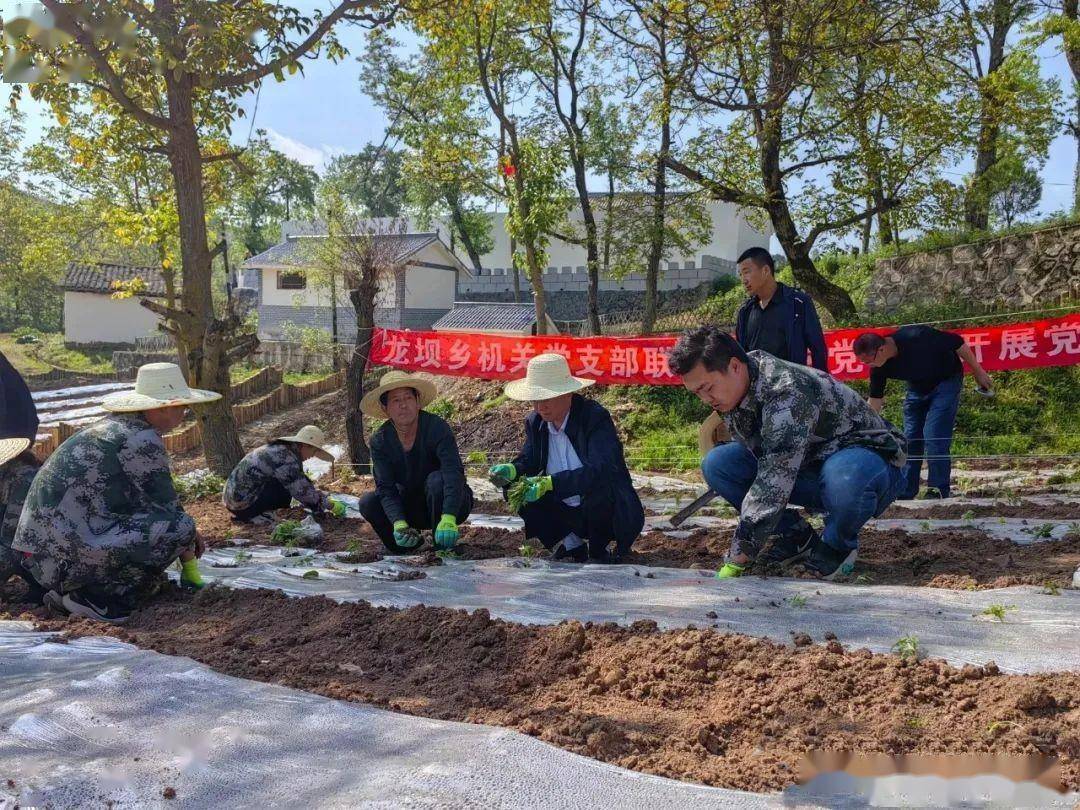 农村致富种植菜园_农村种植蔬菜致富方案_致富种植菜园农村图片大全