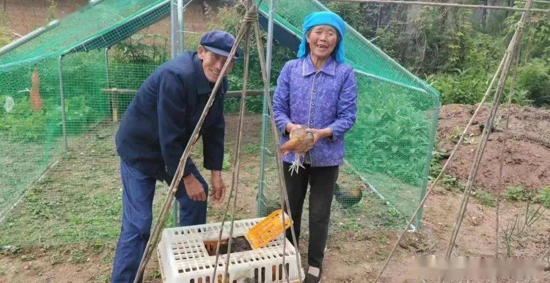 农村种植蔬菜致富方案_农村致富种植菜园_致富种植菜园农村图片大全