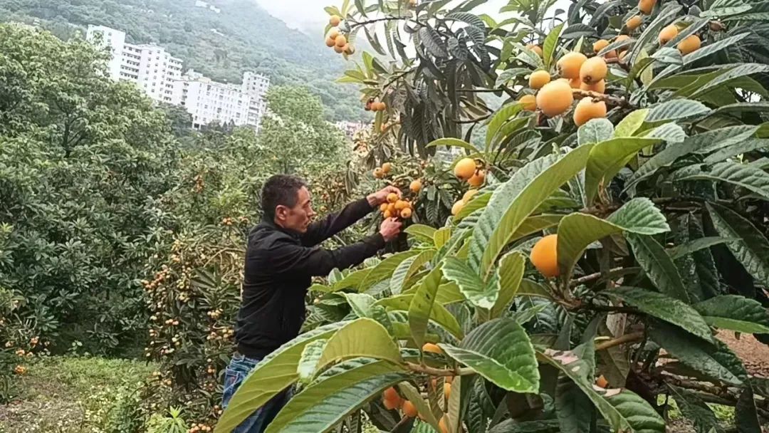 院子种植致富果_农村种植果树致富好项目_种果树的院子