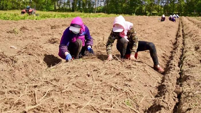 致富中药种植农民有补贴吗_致富中药种植农民视频_农民种植致富中药方