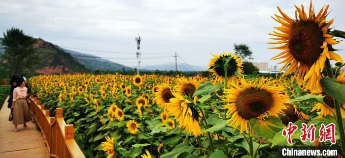 甘肃临夏黄土坡“向阳花开”葵花成贫困户致富“宝典”