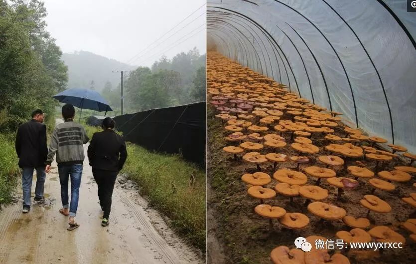 养殖灵芝市场是多少一斤_灵芝养殖致富吗_灵芝养殖成本和利润