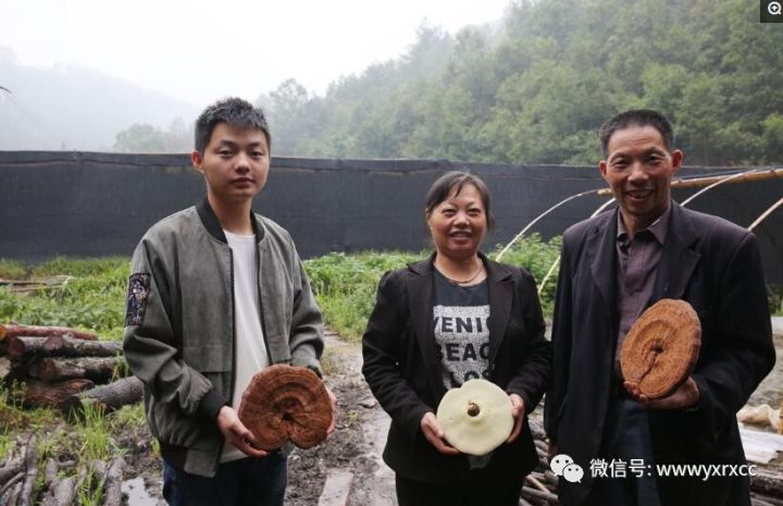 灵芝养殖致富吗_养殖灵芝市场是多少一斤_灵芝养殖成本和利润