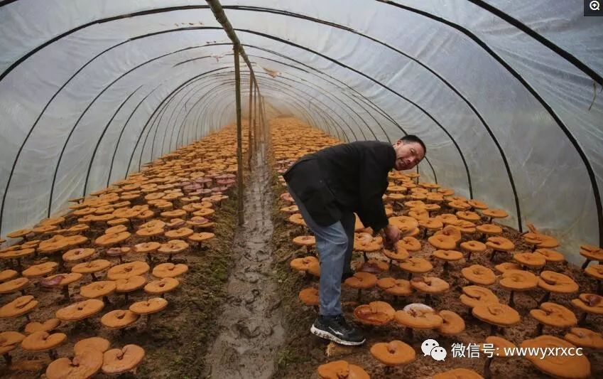 灵芝养殖致富吗_养殖灵芝市场是多少一斤_灵芝养殖成本和利润