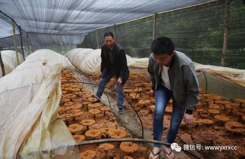 养殖灵芝市场是多少一斤_灵芝养殖致富吗_灵芝养殖成本和利润