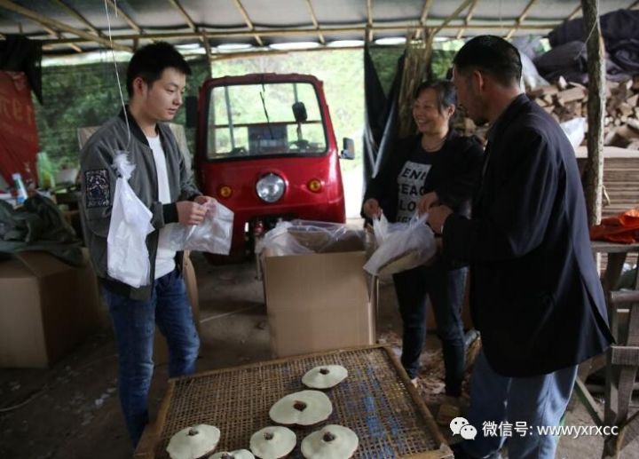 灵芝养殖致富吗_灵芝养殖成本和利润_养殖灵芝市场是多少一斤