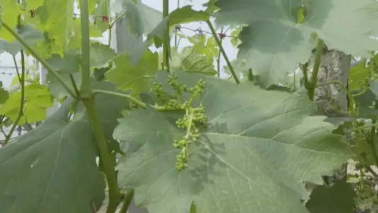 农村致富种植菜园_农村种菜致富案例_致富种植菜园农村图片大全