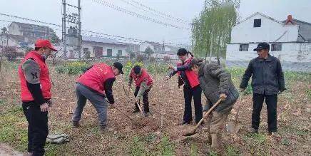 农村种菜致富案例_致富种植菜园农村图片大全_农村致富种植菜园