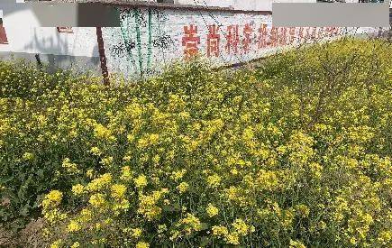 致富种植菜园农村图片大全_农村种菜致富案例_农村致富种植菜园