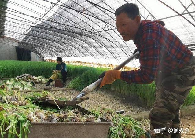 辽源龙山区这个村的蒜苗，成了农民致富的“香饽饽”