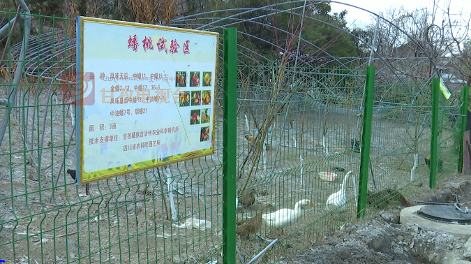 种植果树致富_农村种植果树致富好项目_院子种植致富果