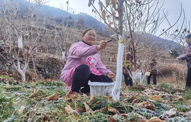 种植果树致富_农村种植果树致富好项目_院子种植致富果