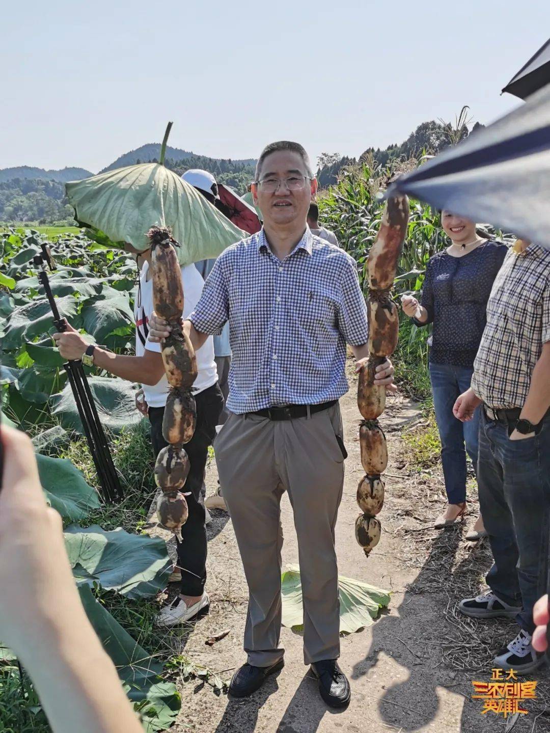 致富经种莲藕视频_致富经大棚莲藕视频_致富经藕视频
