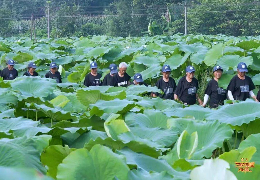 致富经种莲藕视频_致富经藕视频_致富经大棚莲藕视频