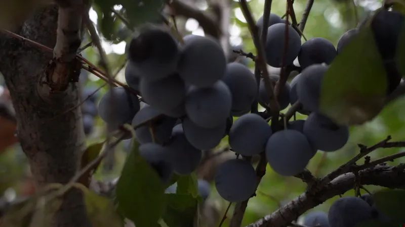 院子种植致富果_果树种植致富经_种果树的院子