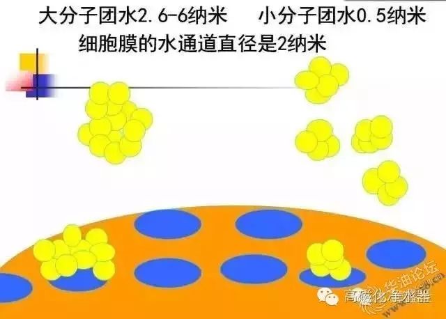 火鸡养殖技术几月下蛋_火鸡养多少天下蛋_火鸡养殖多久下蛋