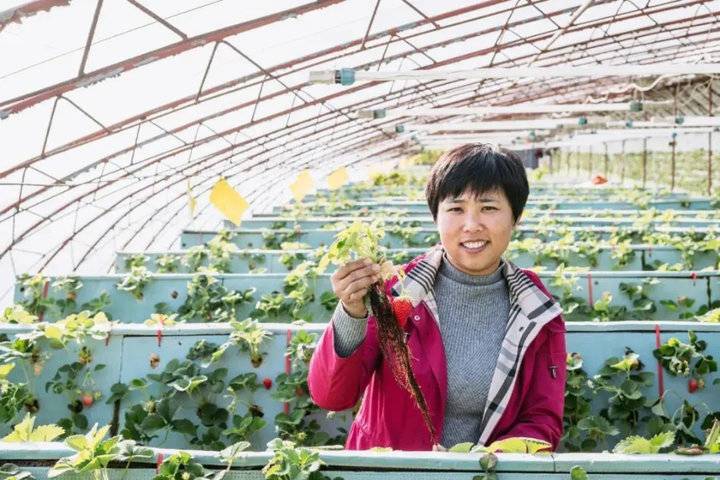 强国有我｜王倩：青岛姑娘弃医从农，用草莓闯出了致富路